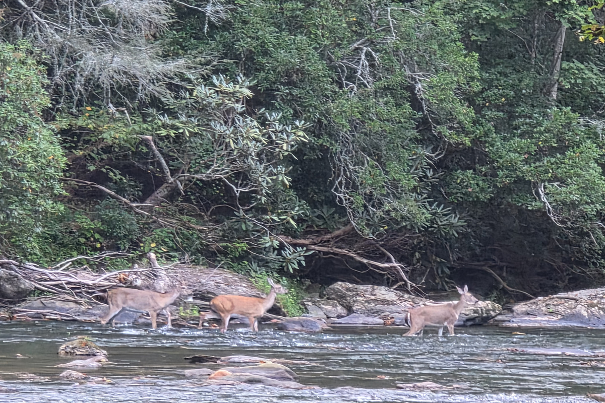 You never know who might stop by! This deer family crossing the river was photographed right in the backyard at Cartecay Landing. 