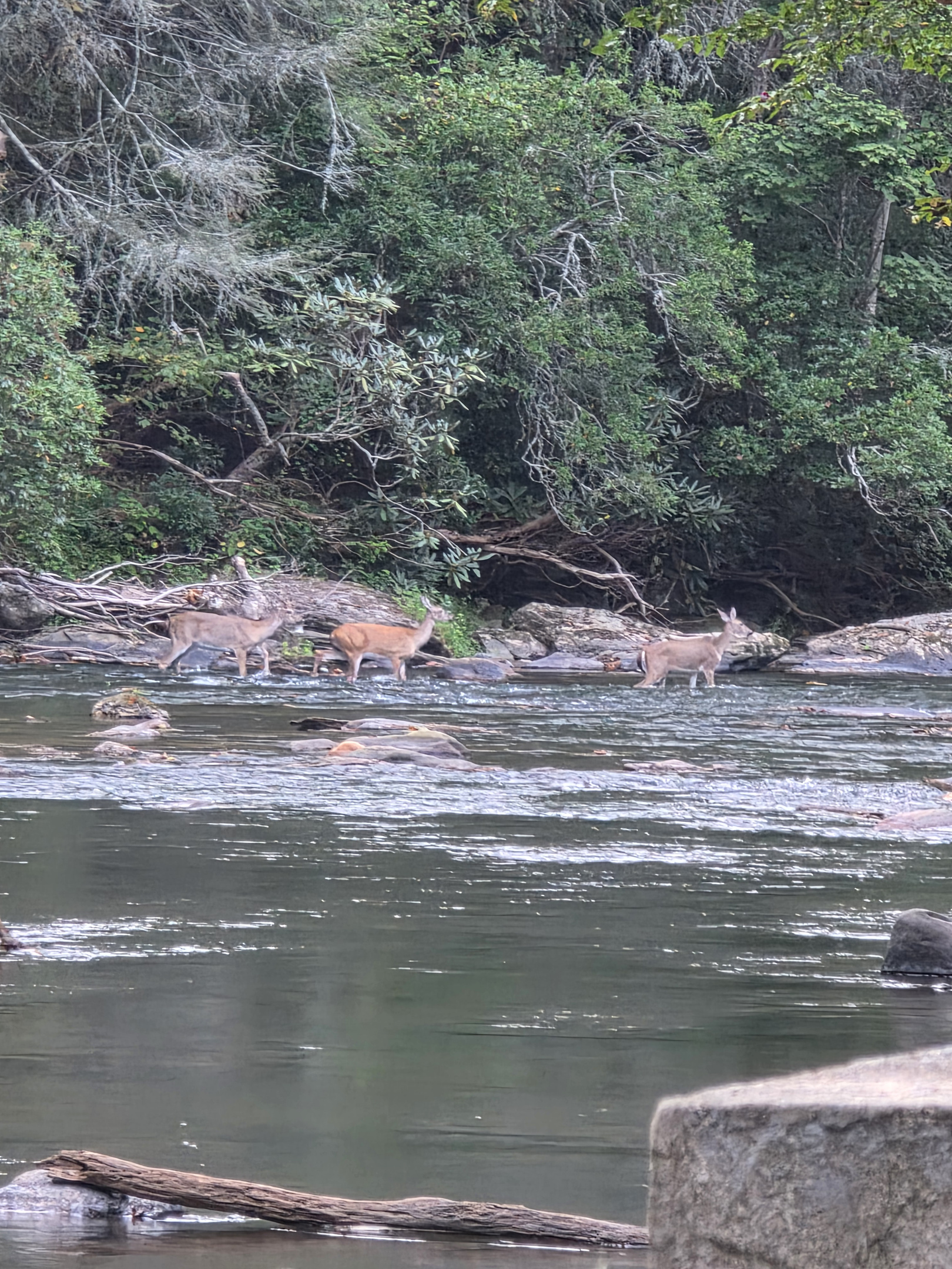 You never know who might stop by! This deer family crossing the river was photographed right in the backyard at Cartecay Landing. 
