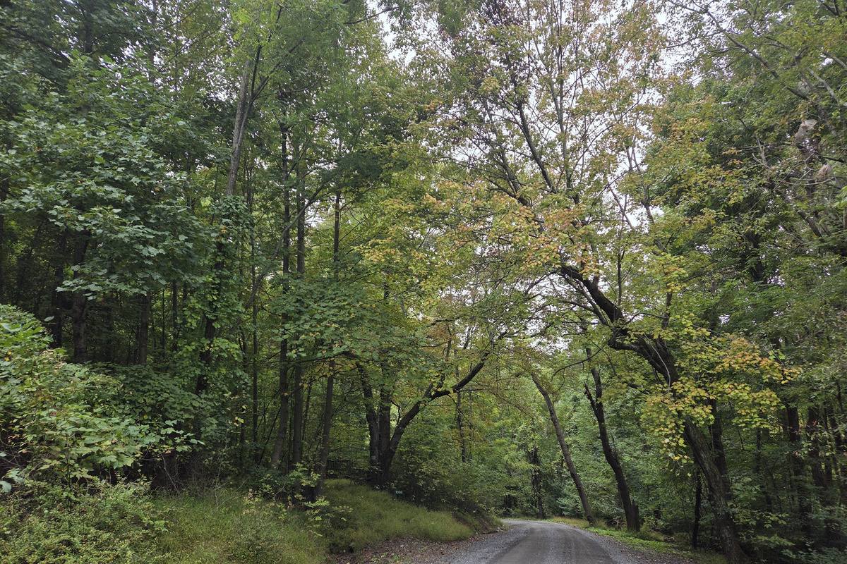 Mountain gravel road leading to the cabin