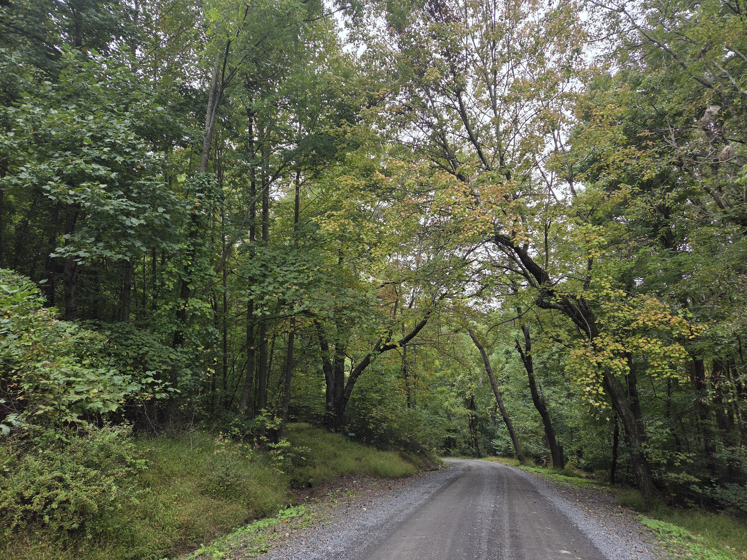 Mountain gravel road leading to the cabin