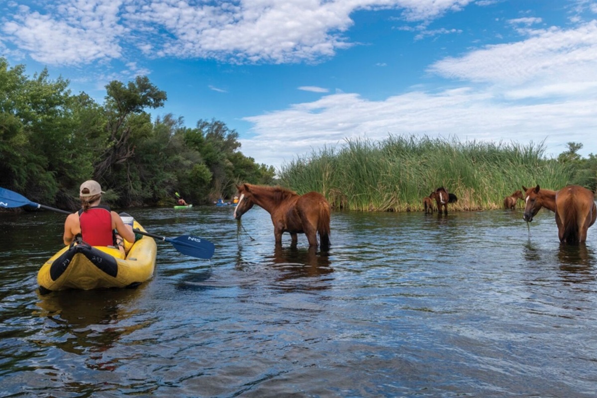 Paddle alongside wild horses in a once-in-a-lifetime desert river experience that brings the magic of Arizona to life.