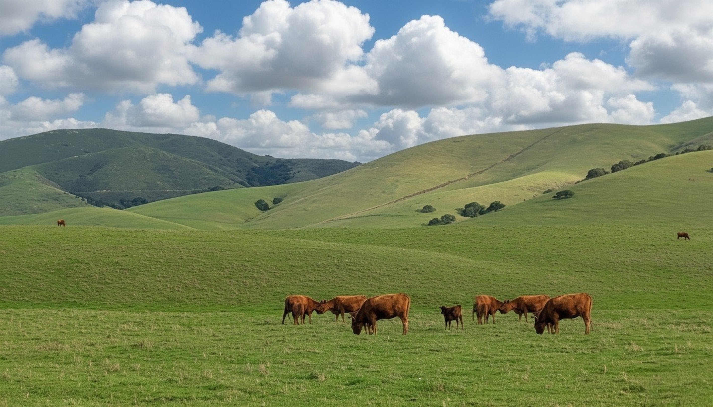 Rolling Hills of Salinas Valley