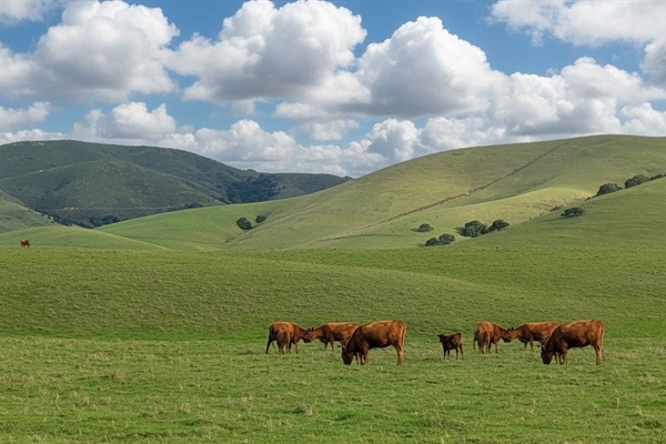 Rolling Hills of Salinas Valley