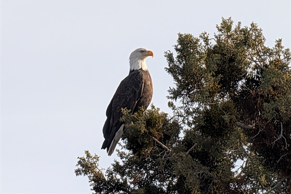 Bald eagle