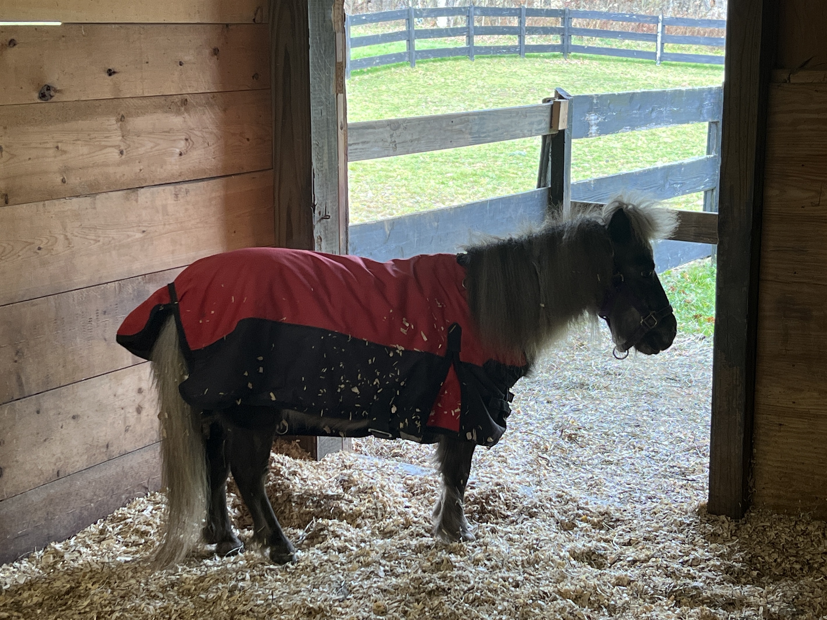 Horse Haven long time resident Winnie, the miniature horse.