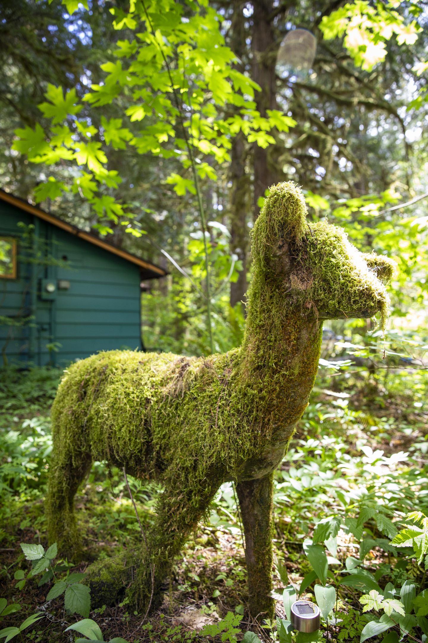 Resident Deer