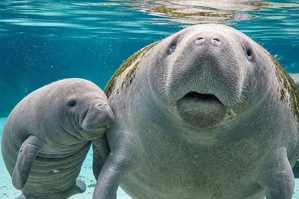 Experience the magic of Crystal River, home to Florida’s famous manatees, where you can get up close to these gentle giants in their natural spring waters.