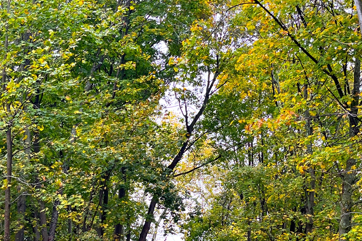1st Guest House:  Driveway