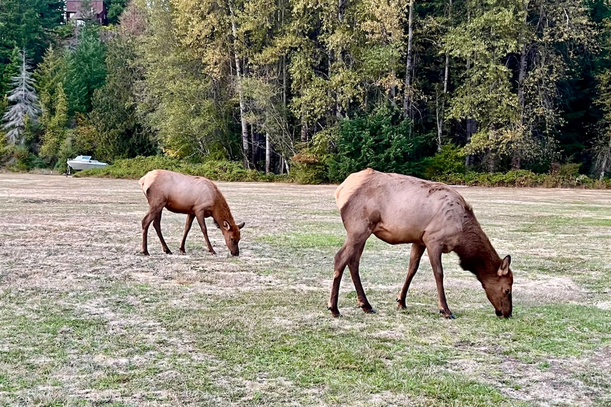 Members of the local elk herd.