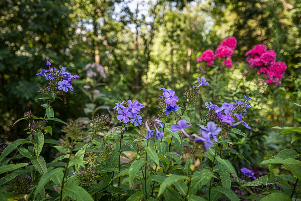 Wooded property over an acre is size with seasonal flowers
