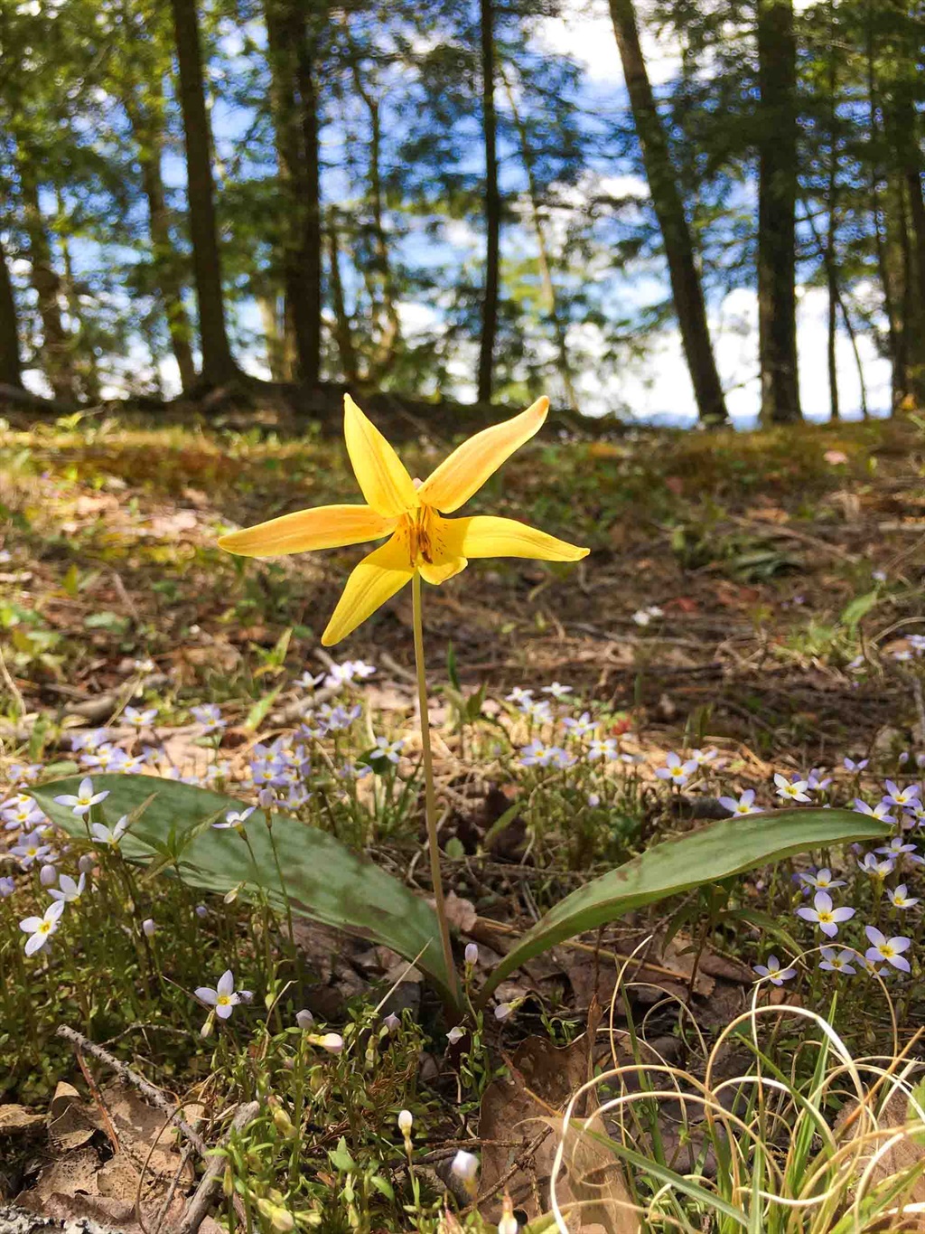 Trout lily and bluets blooming on the forest floor at Sunset Falls Estate, late April
