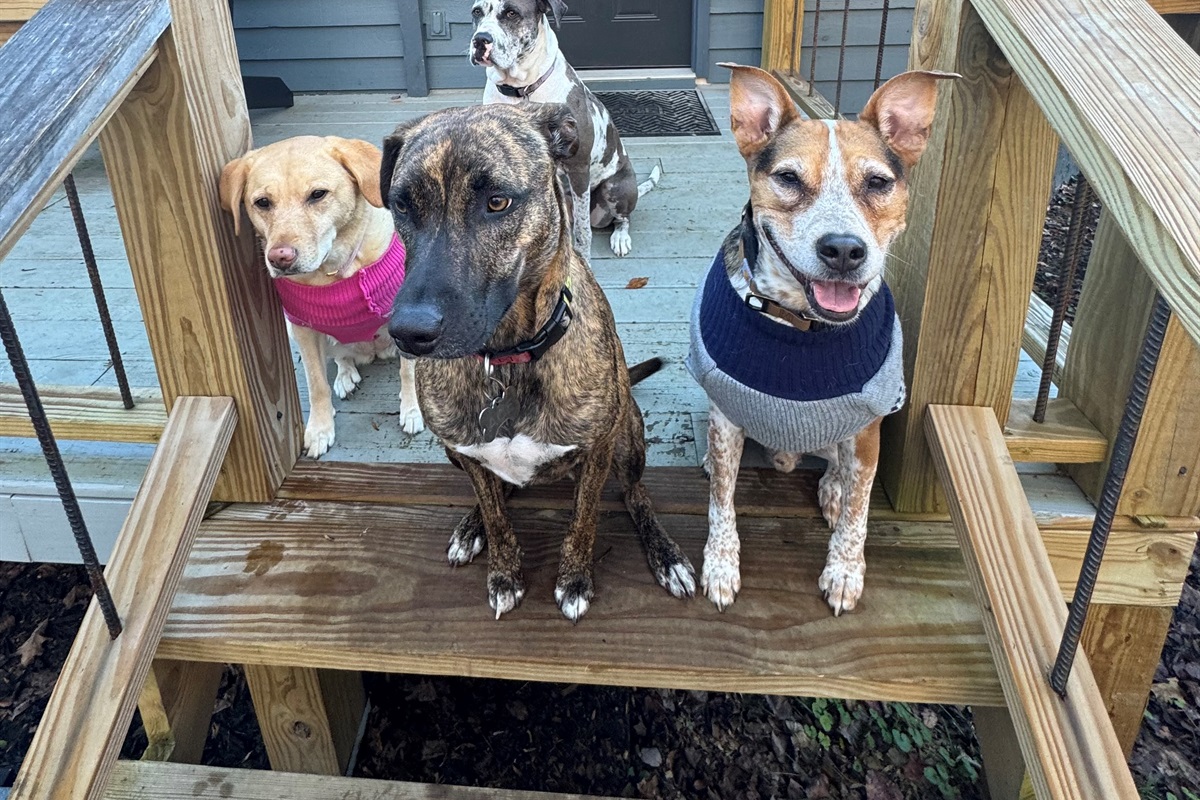 4 happy campers aka doggone good guests!