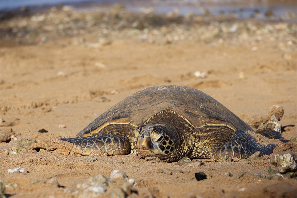 Just a short 10-15 minute stroll down the beach, our guests often spot majestic sea turtles in the early morning hours.