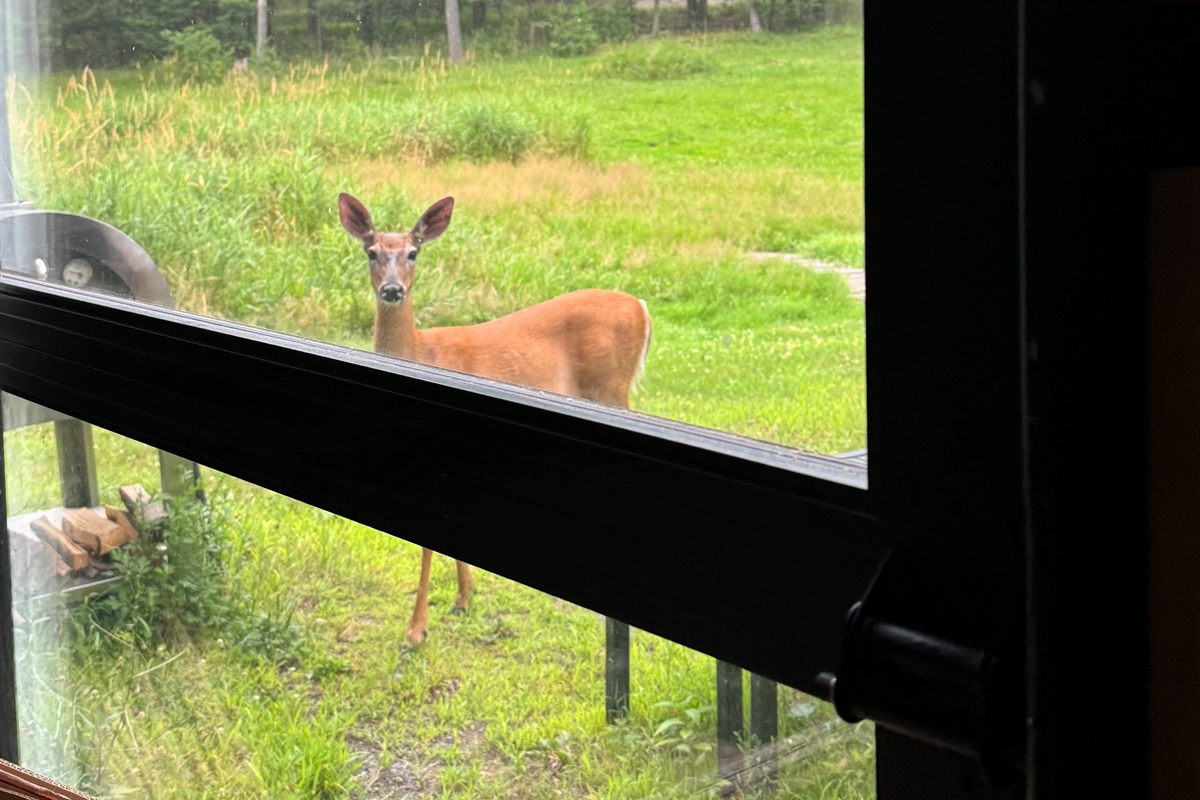 Deer visitors