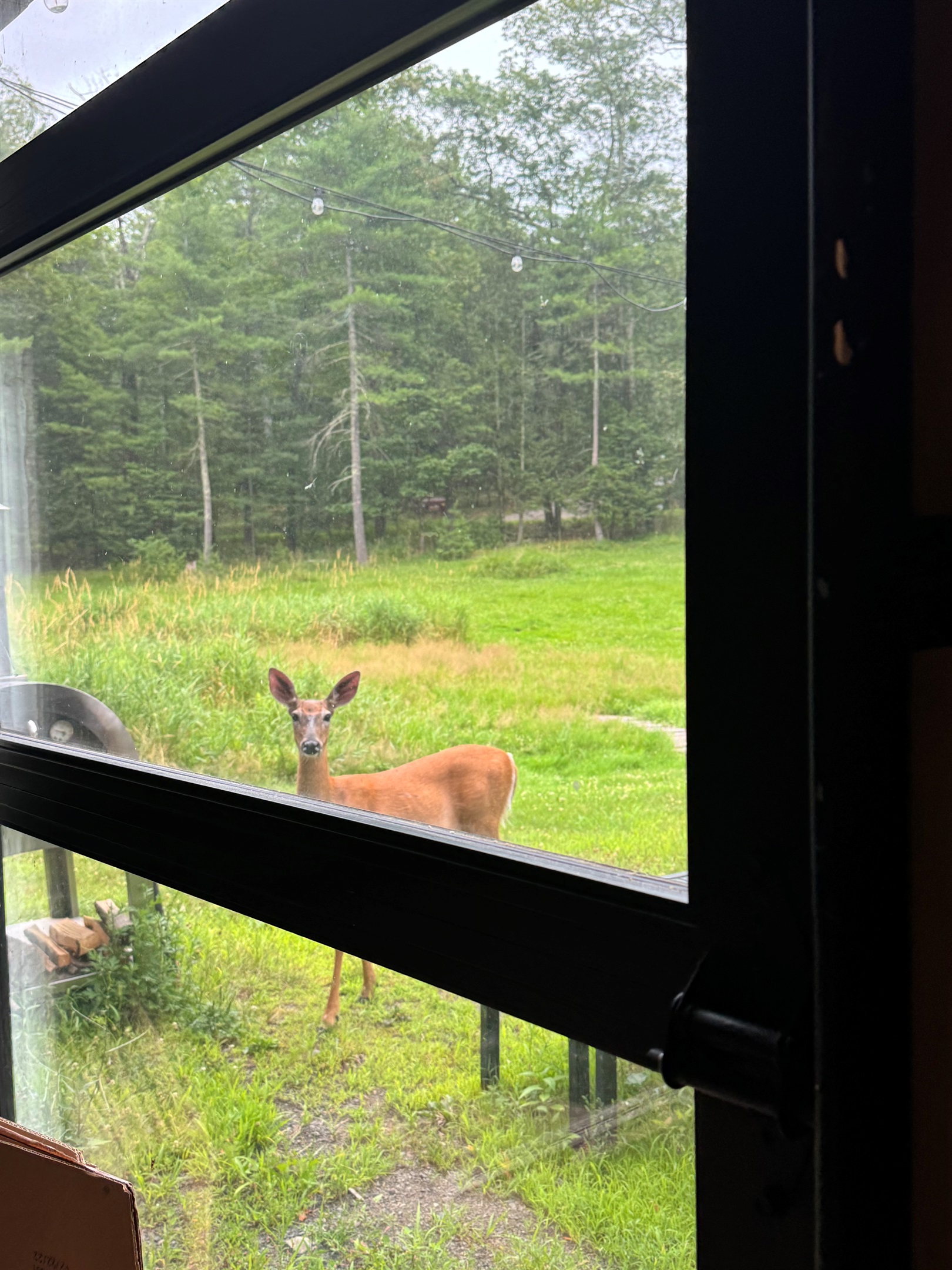 Deer visitors