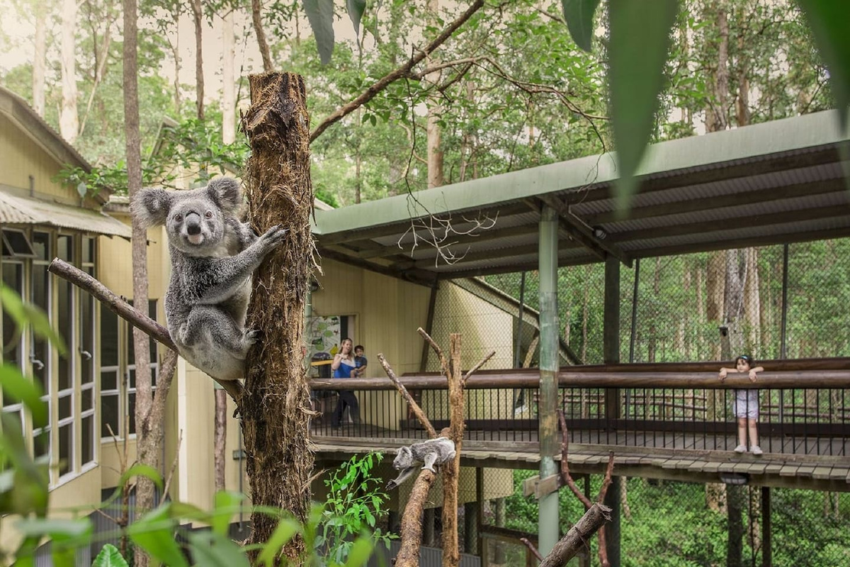 Daisy Hill Koala Centre is just 5 min drive from the home and is a wonderful family-friendly place. You can see koalas and learn about these and other Aussie creatures free of charge. Enjoy a family picnic in the forest afterwards!