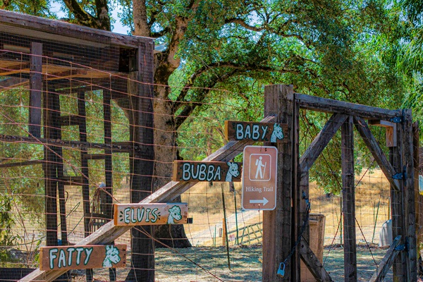 Our 4 alpacas... Baby, Bubba, Elvis & Fatty