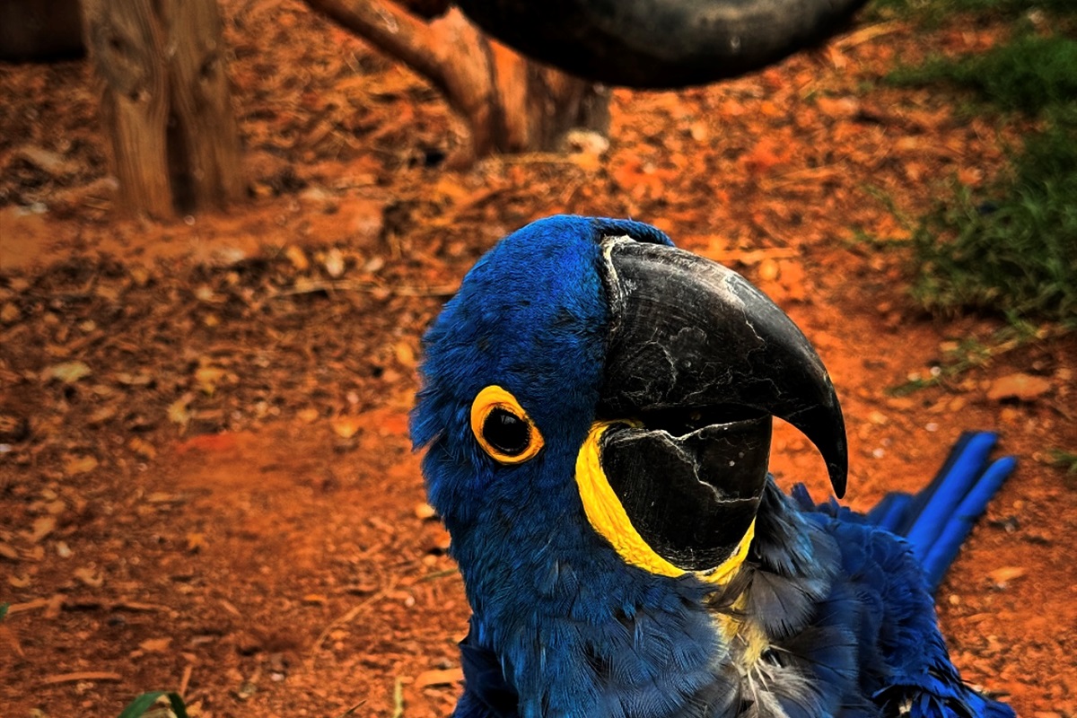 Admire the vibrant colors of our beautiful macaw!