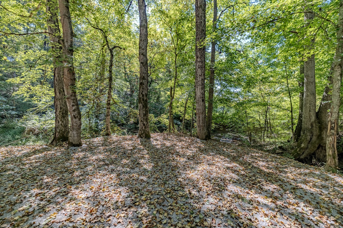 Beyond the trees lies your escape.