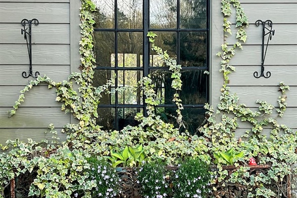 English ivy from main house
