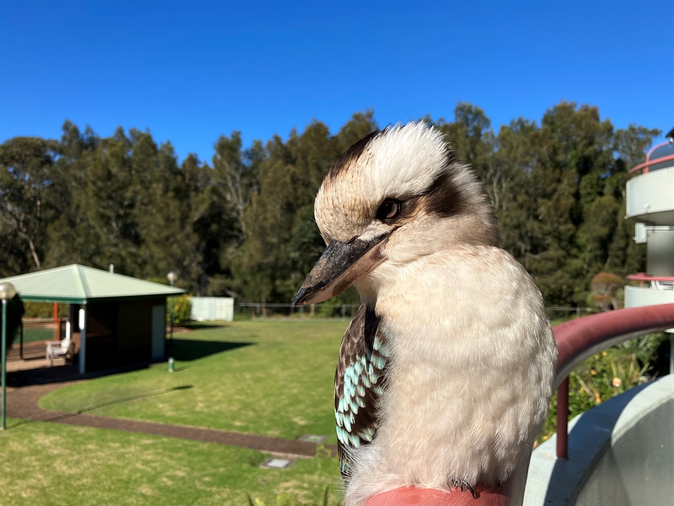 Kookaburra sitting on the Fathoms 10 balcony looking sideways into the camera with the lawn and part of the pool area visible in the background