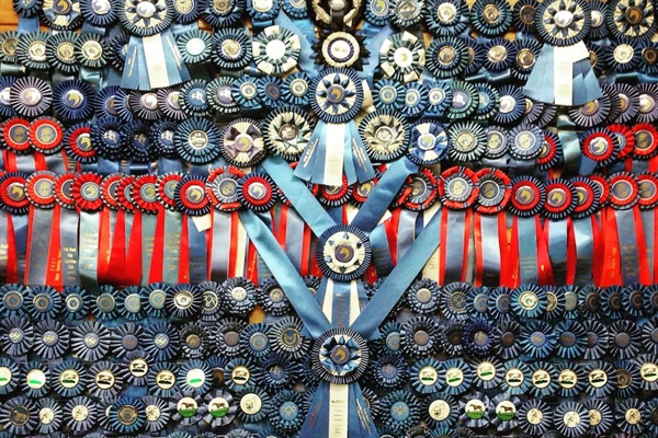 TIEC and horse shows at your doorstep
