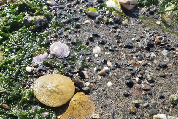 Beach combers delight! 
