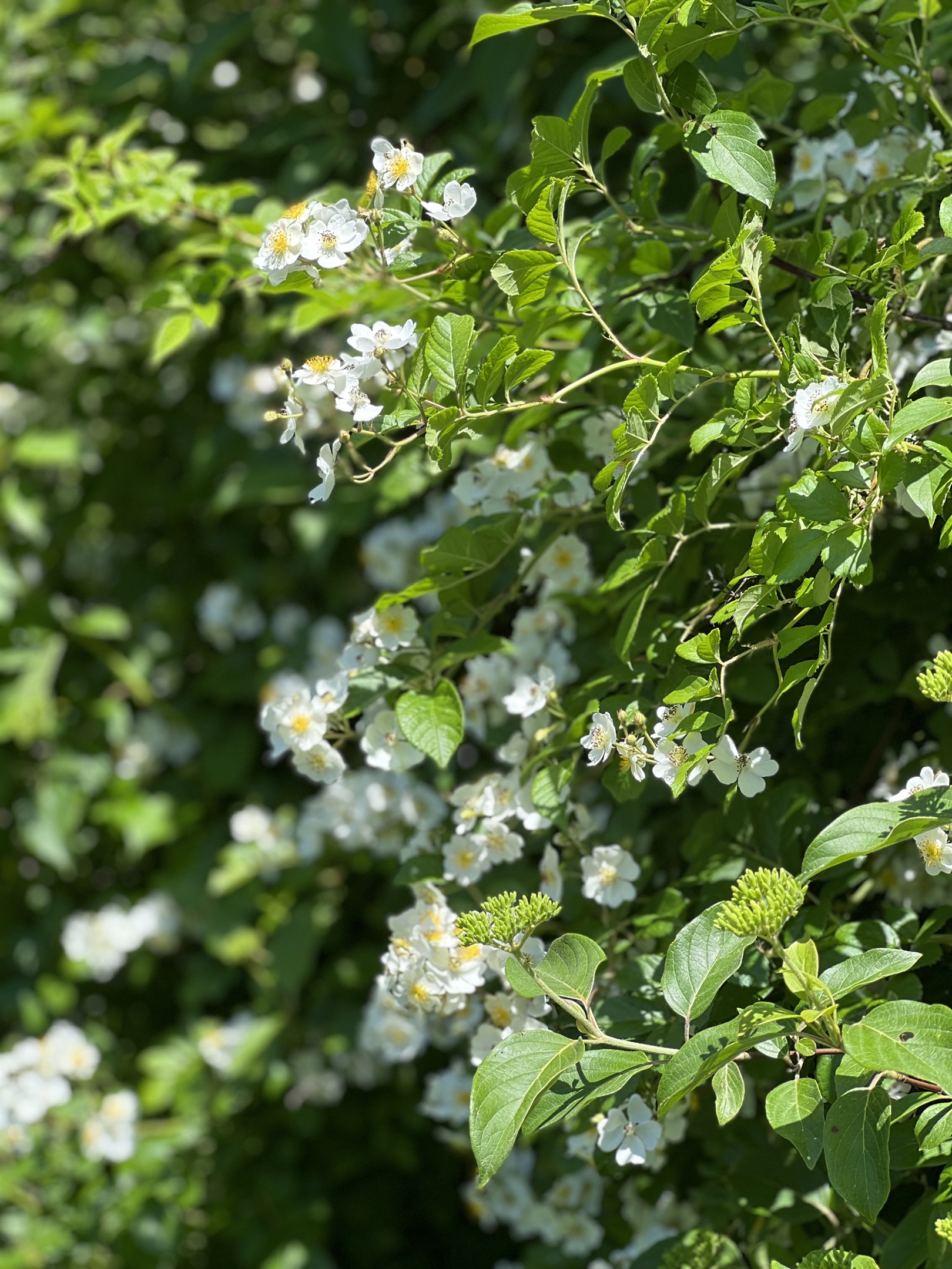 Blossoms