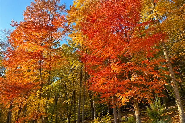 Stone Leaf Farm autumn retreat views.