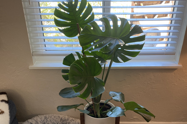 Live plants throughout