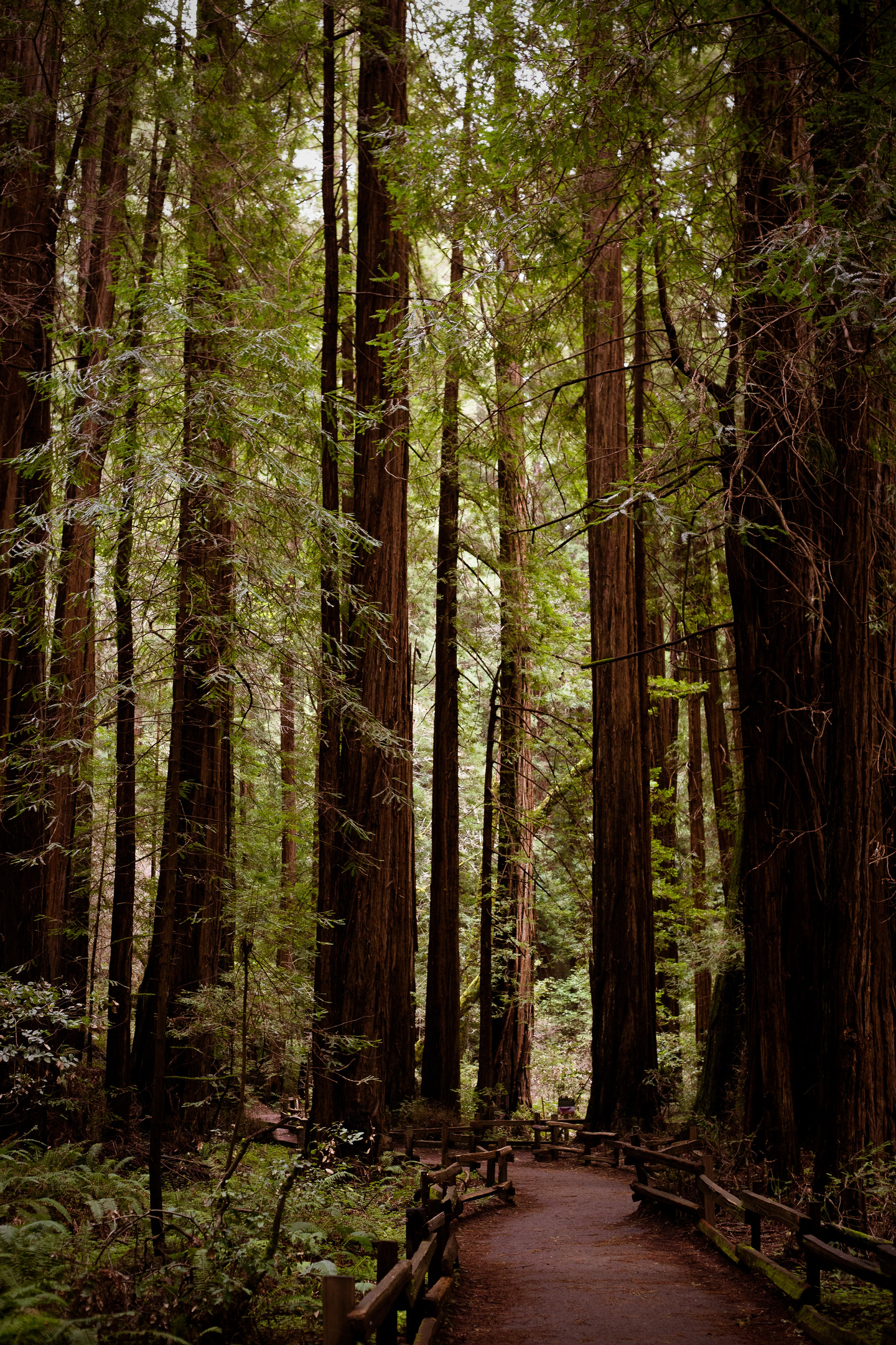 Wonders of Muir Woods