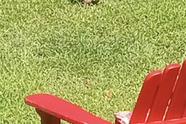 Harold, the turtle, is a frequent visitor to the yard! He'll meander through and then head off to the wooded areas.