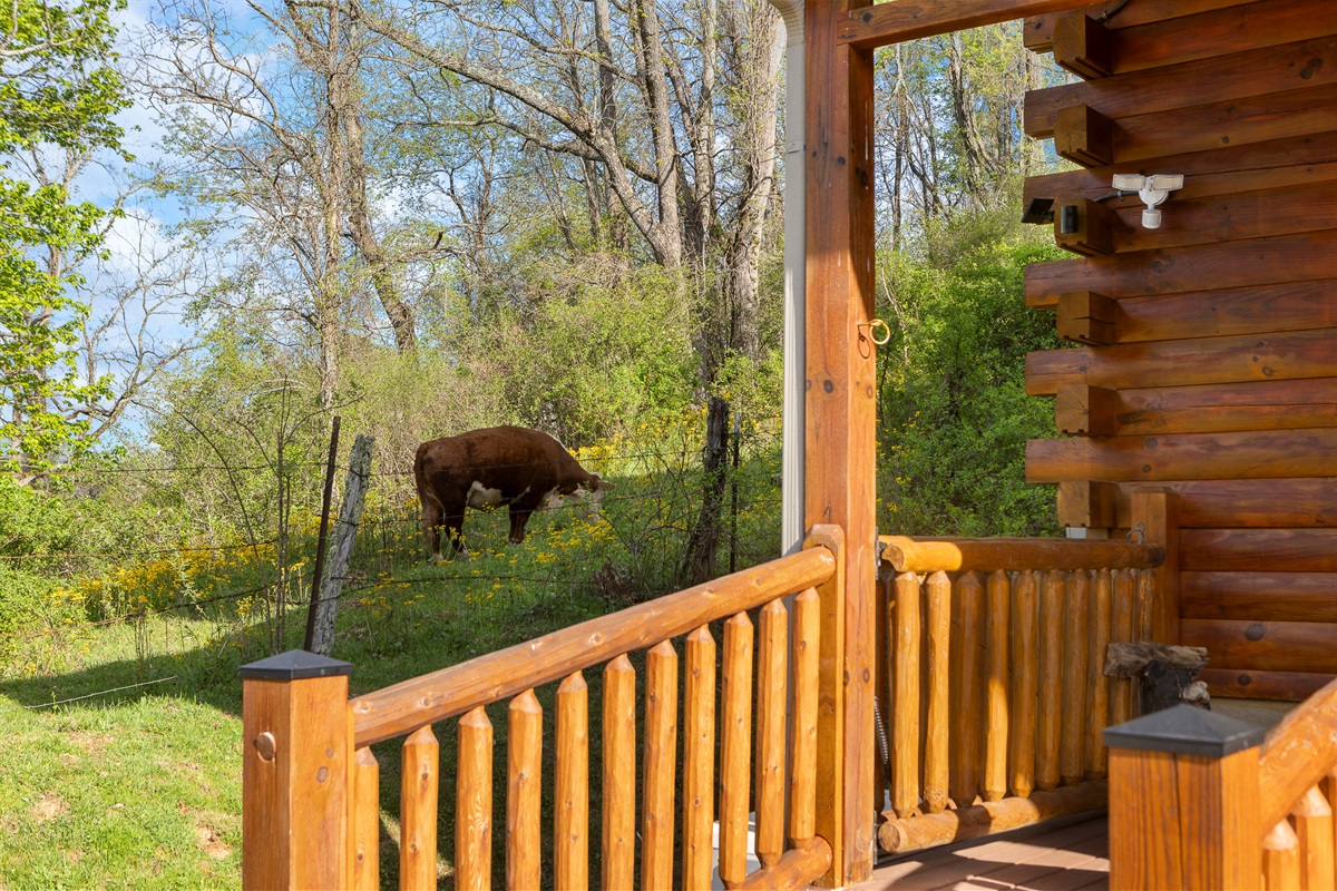 Porch View: Relax on the porch while enjoying scenic views of grazing cows and lush nature!
