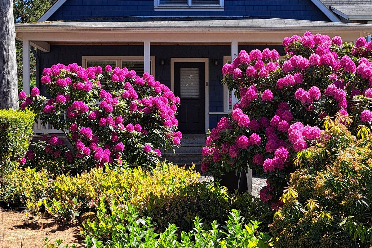 The beauty of rhododendrons in the spring