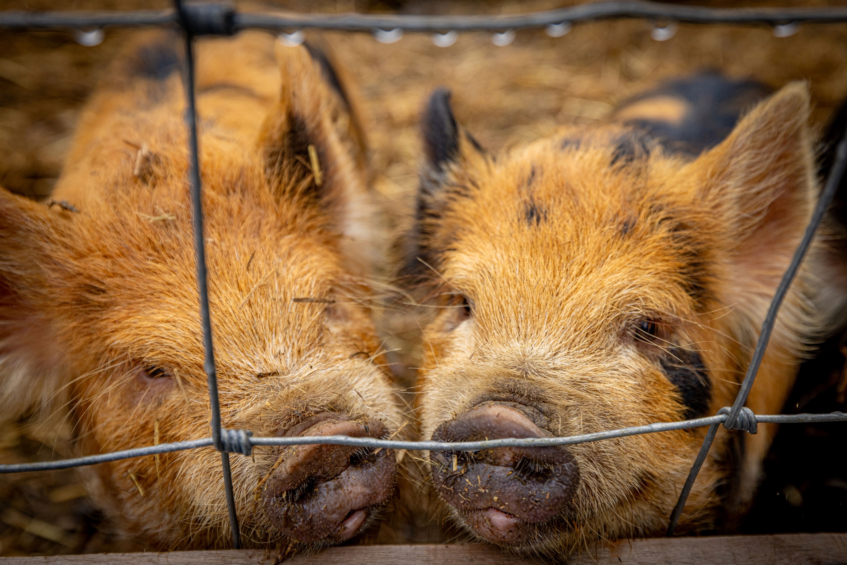Community amenities include a petting zoo!