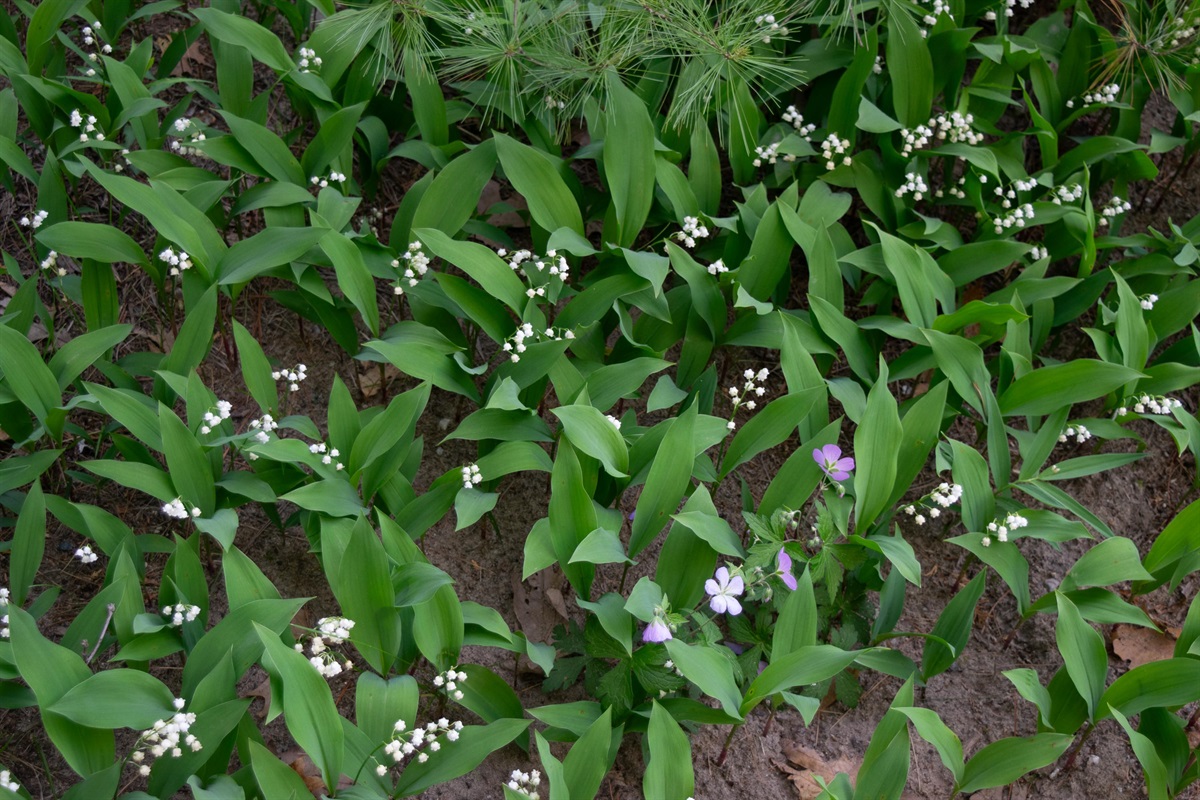 Plenty of wildflowers to enjoy 