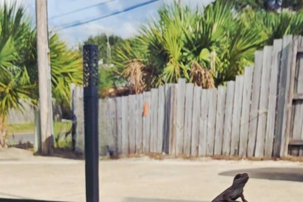 You never know who may join in on a round of Mini Golf !