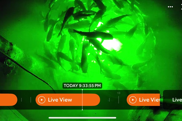 100's of fish a night visit the Cottage's underwater lights. Your personal aquarium!