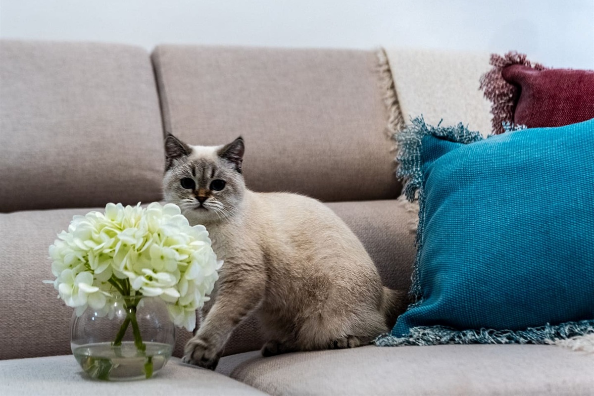 Your pet is welcome - extra fee applies. 