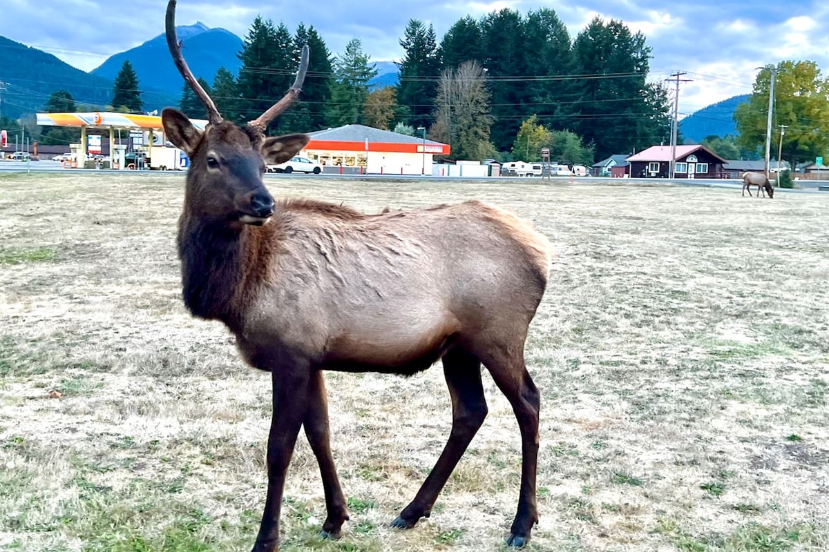 A member of local elk herd that can often be seen roaming in and around Packwood. 