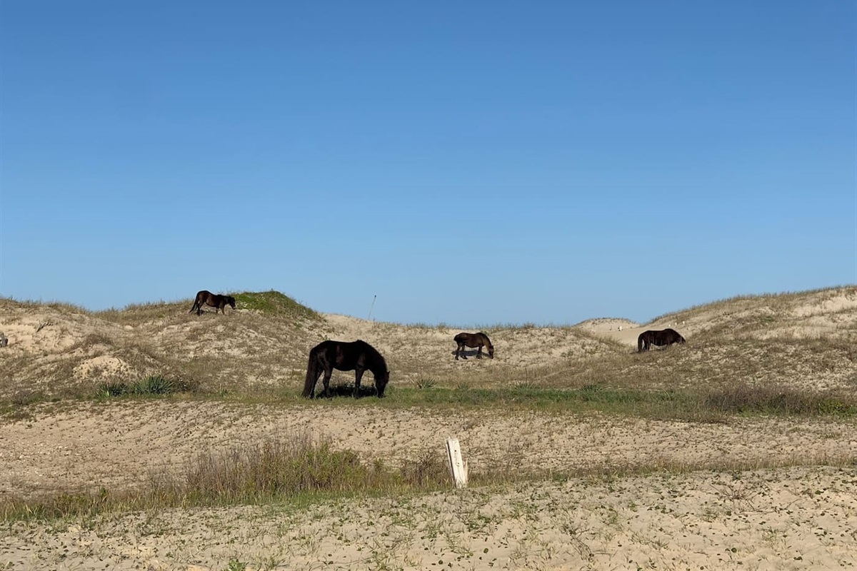 Scenic dunes and natural coastal landscape