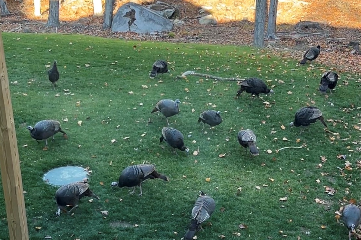 A few neighbors out for a morning snack
