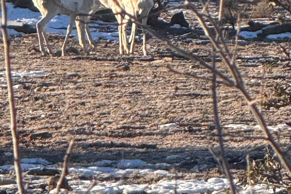 Antelope are also commonly seen roaming the forest edge 