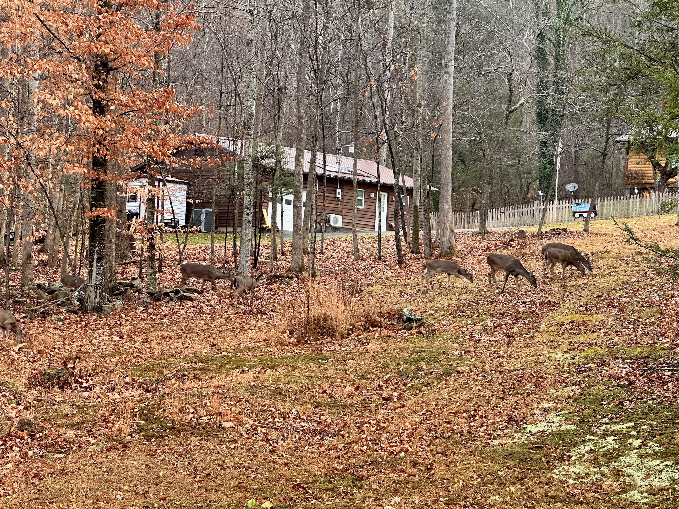 Multiple deer in our yard.