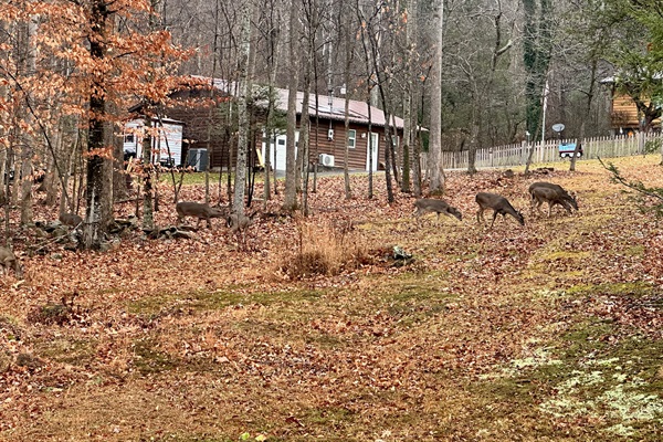Multiple deer in our yard.