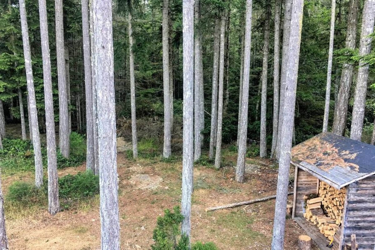 Our woodshed and the view of the Forest
