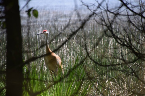 Sandhill Cranes nesting nearby.