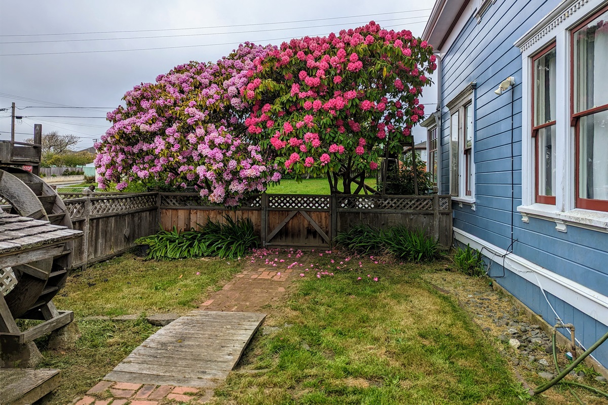 Rhododendrons in full bloom in the backyard