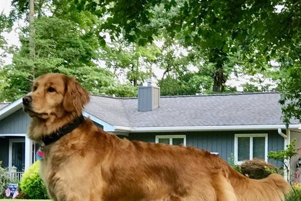 Meet our lovely Daisy! Pet-friendly getaway: Enjoy the spacious yard perfect for your furry friends to roam free!