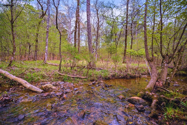 Seasonal creek running behind the cabin